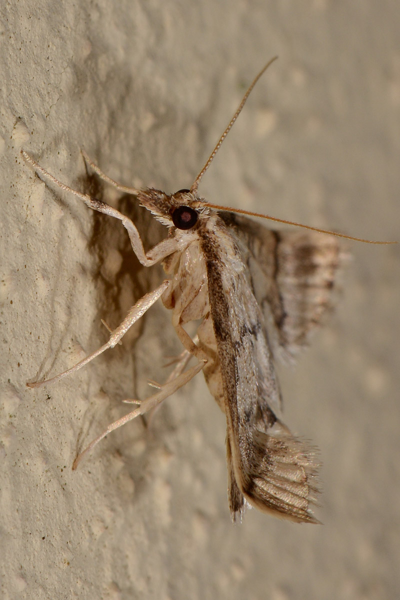 Geometridae con anomalia? No, Crambidae: Metasia ophialis